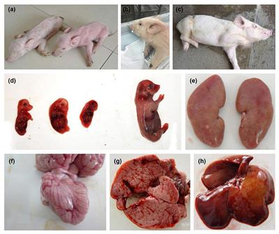 Epidemiological Investigation of Porcine Pseudorabies Virus in Hebei Province, China, 2017–2018